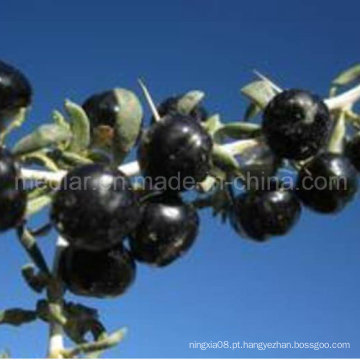 Nêspera seca Goji Berry orgânica Black Wolfberry